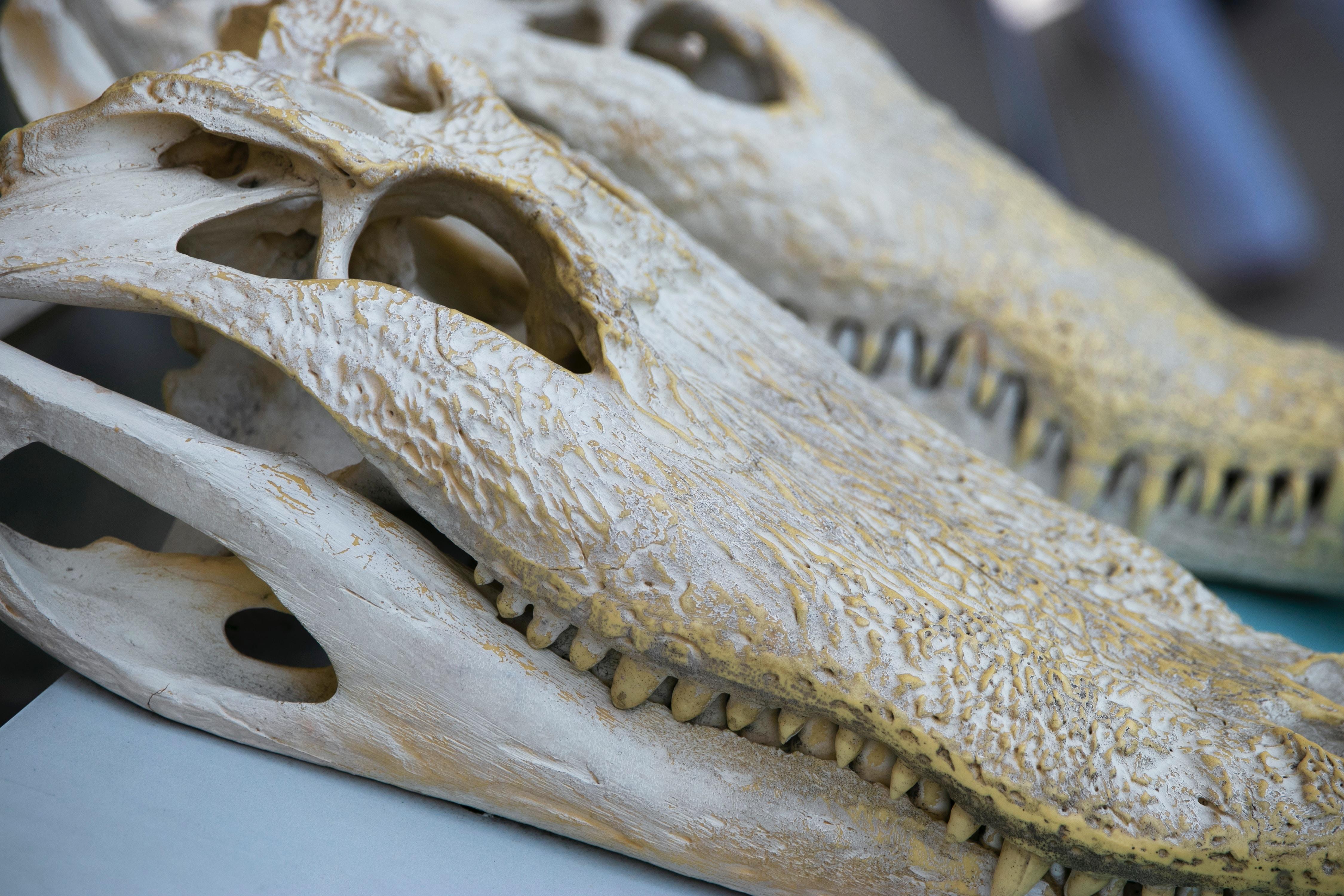 dinosaur with two fins on head