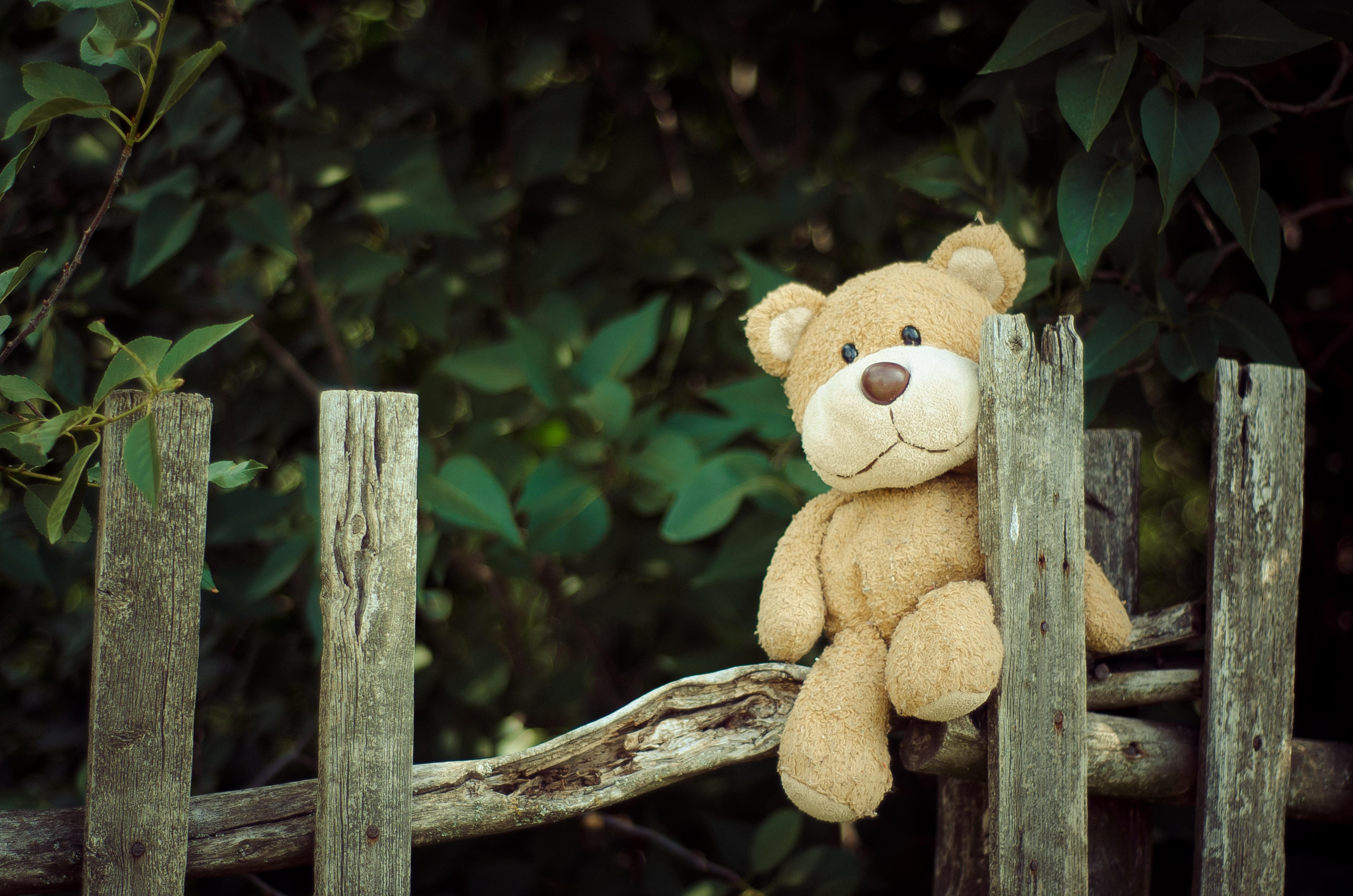a teddy bear sits on a wooden fence in front of a leafy background