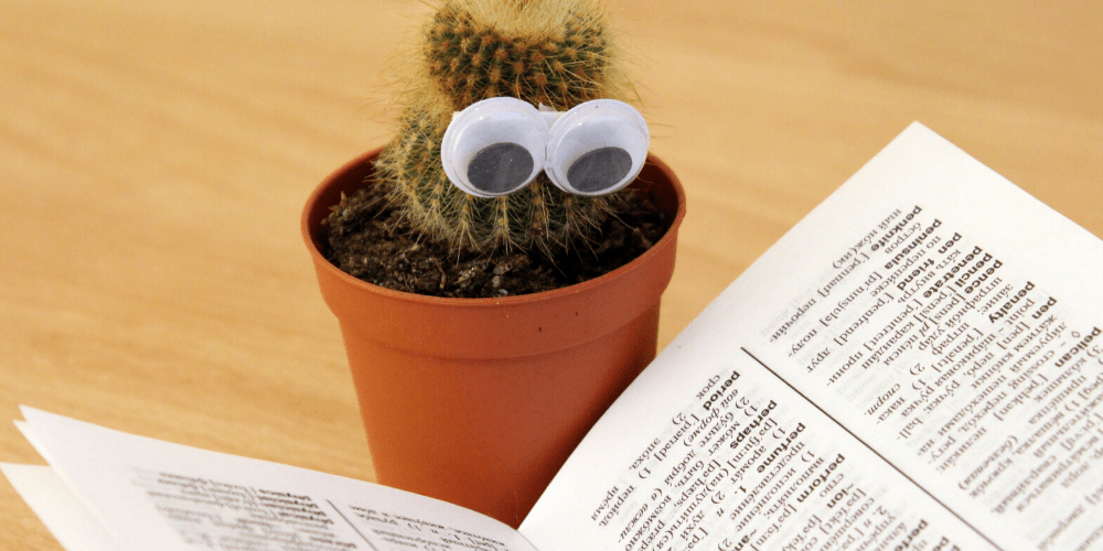 Cactus with googly eyes reading