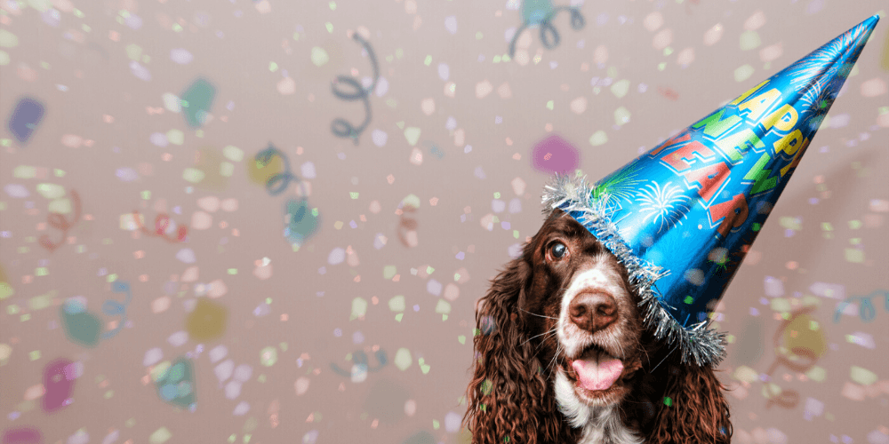 Dog celebrating new years