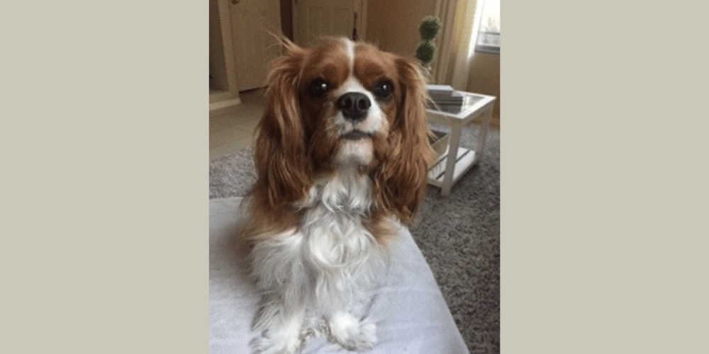 therapy dog