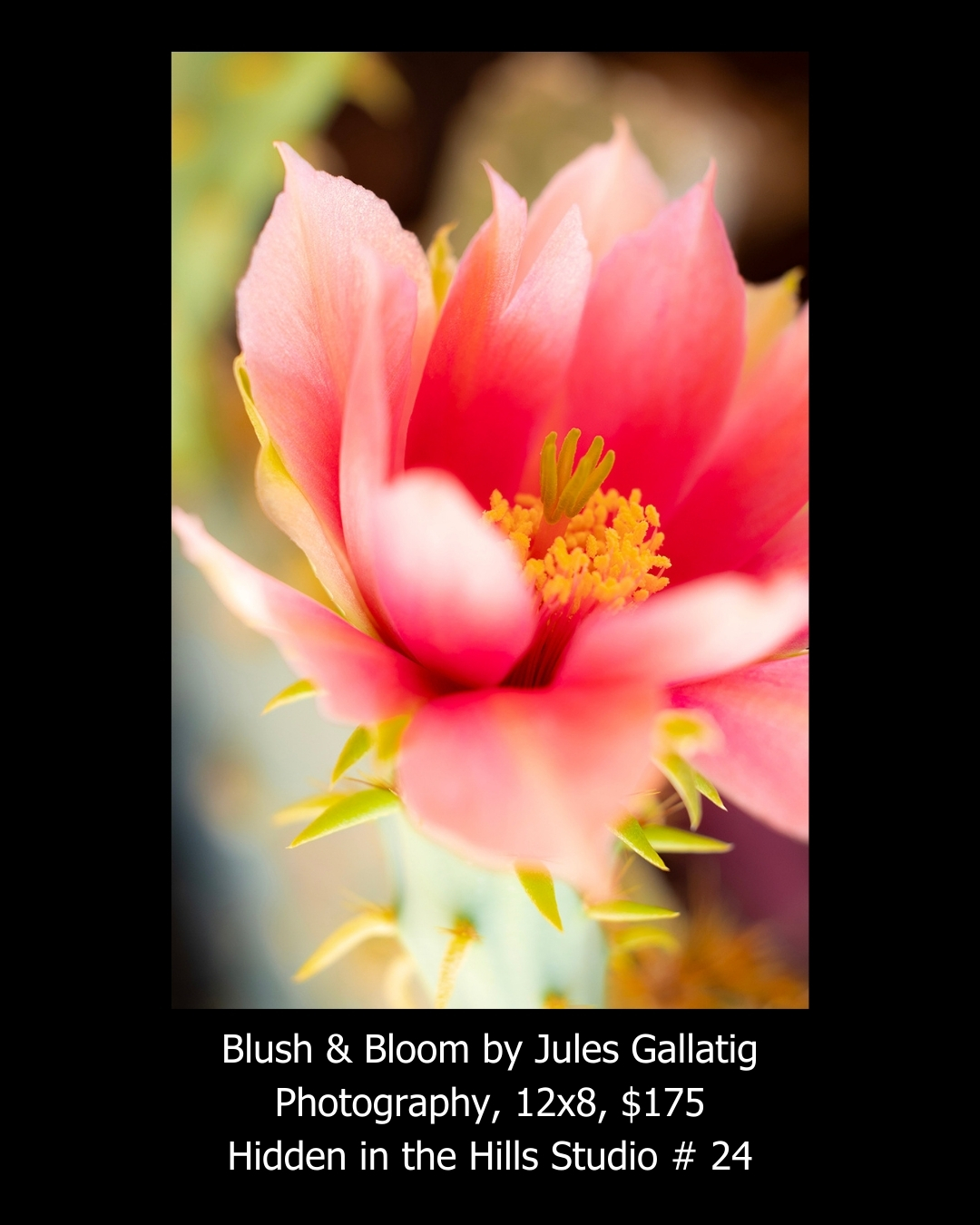 Blush & Bloom by Jules Gallatig