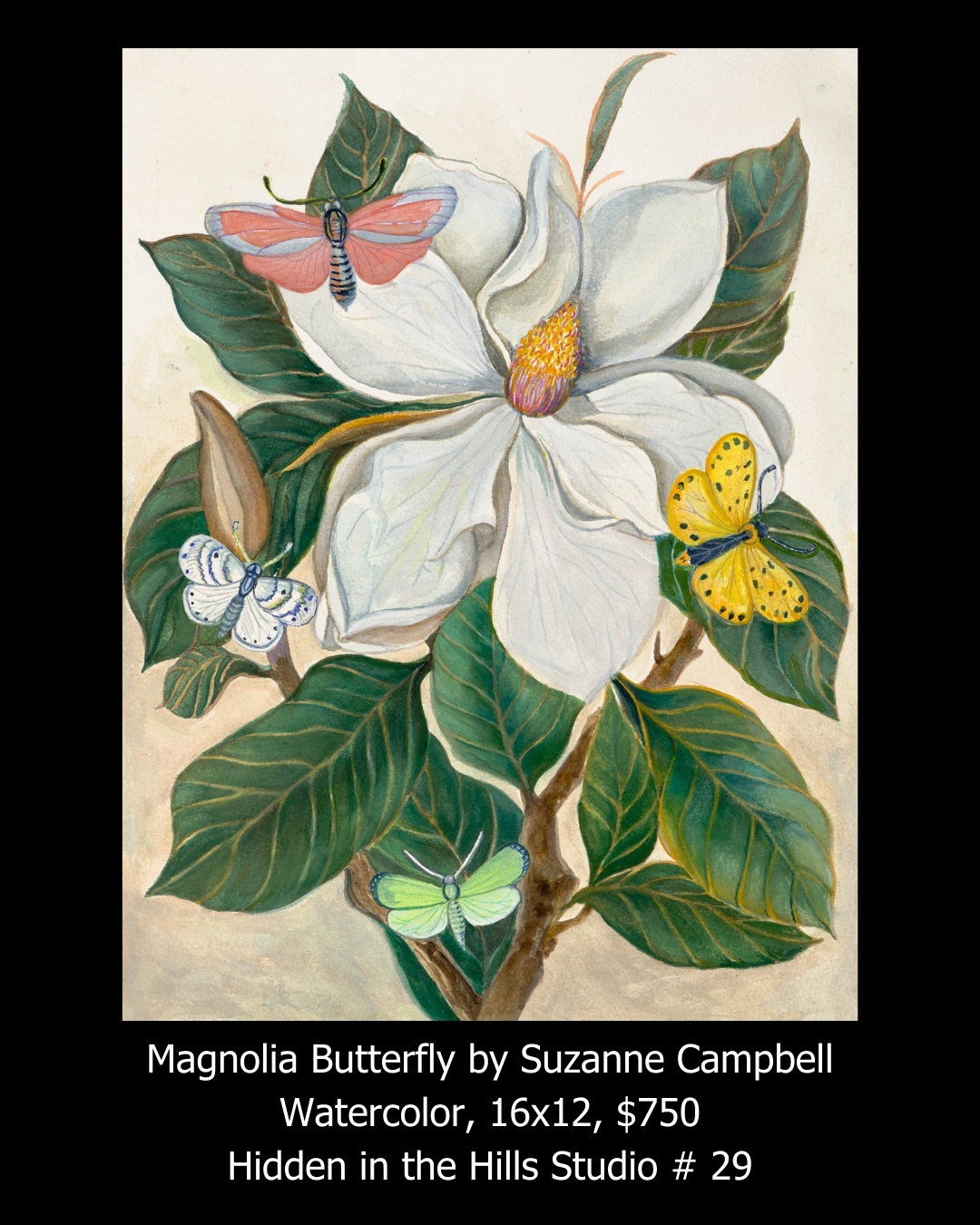 Magnolia Butterfly by Suzanne Campbell