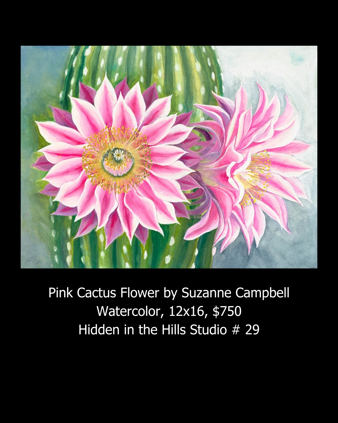 Pink Cactus Flower by Suzanne Campbell